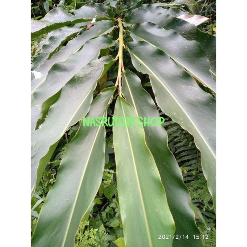 

[Fresh] DAUN TEPUS SEGAR 1KG LANGSUNG PETIK