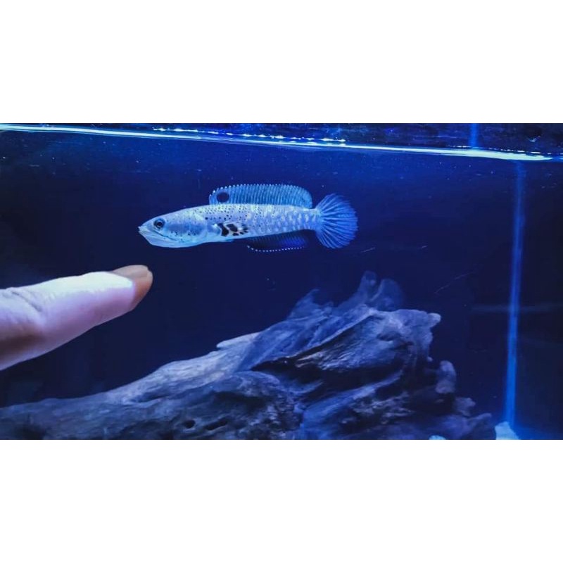 blue pulcra flaring ngunci single tank 