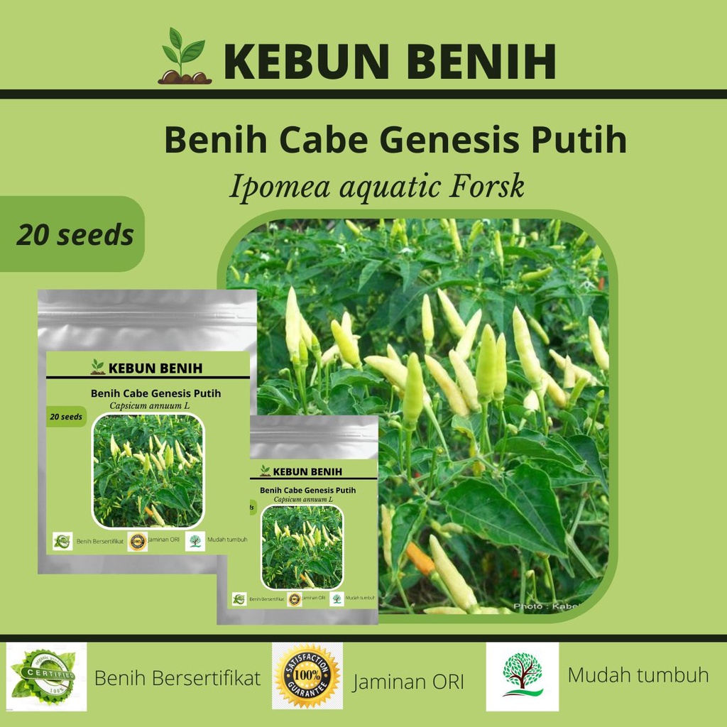 20 Benih Tanaman Cabai Rawit Genensis Putih/ Cabe Rawit Genesis Putih Kualitas Unggul