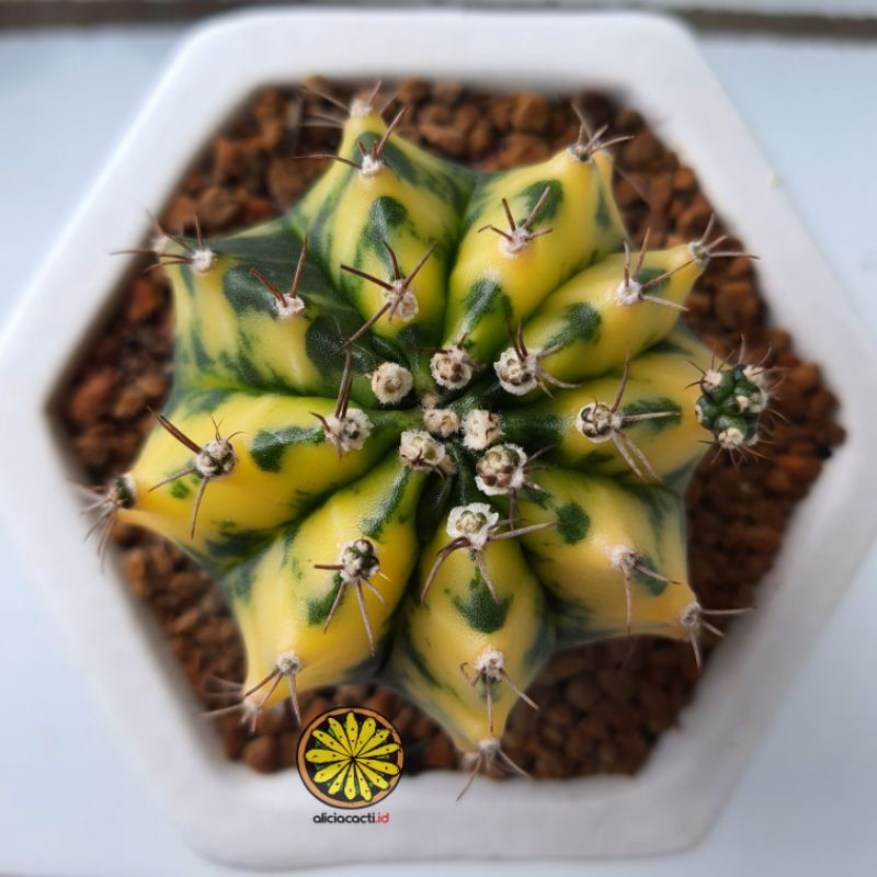 Kaktus ownroot gymnocalycium miha variegata