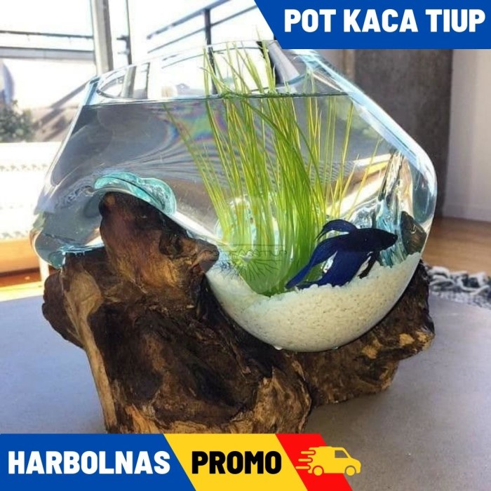 AKUARIUM IKAN CUPANG - SIZE XL / AQUASCAPE / AQUARIUM UNIK potkacatiup