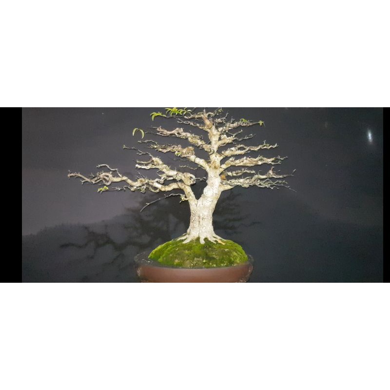 bonsai anting putri, bonsai loa, bonsai aquascape, bonsai mini, bonsai sancang, bonsai serut