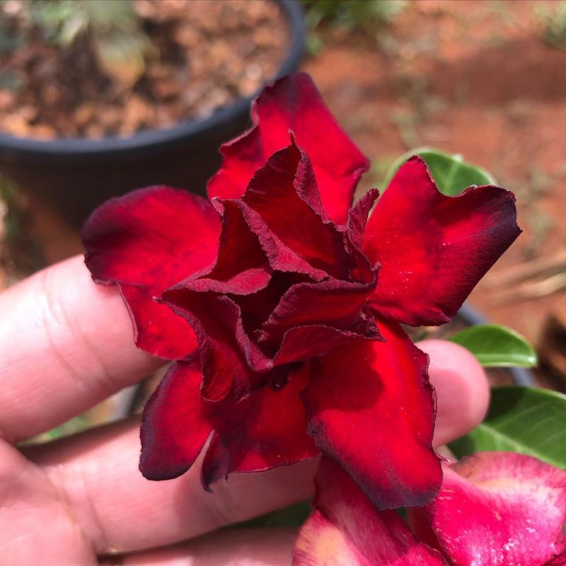 Adenium bunga tumpuk bunga merah maroon /Bibit adenium kamboja jepang / adenium obesum