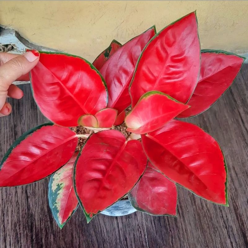 Aglonema Suksom Jaipong Tanaman Hias Bunga Aglaonema Murah Merah BUKAN bonggol bibit - tanaman hias hidup - bunga hidup - bunga aglonema - aglaonema merah - aglonema merah - aglonema murah - aglaonema murah