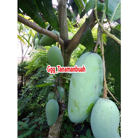 Bibit Mangga Gadung 1 meter up Batang besar