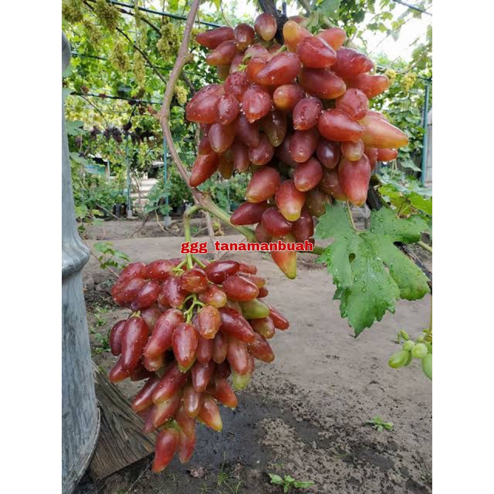 Bibit Anggur Import Dubovsky Grafting Cepat Berbuah