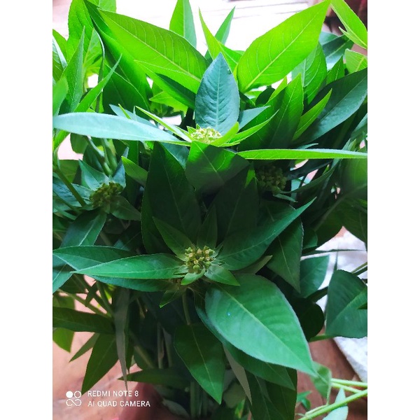 

daun sena atau kate mas petik langsung muda segar 500 gram