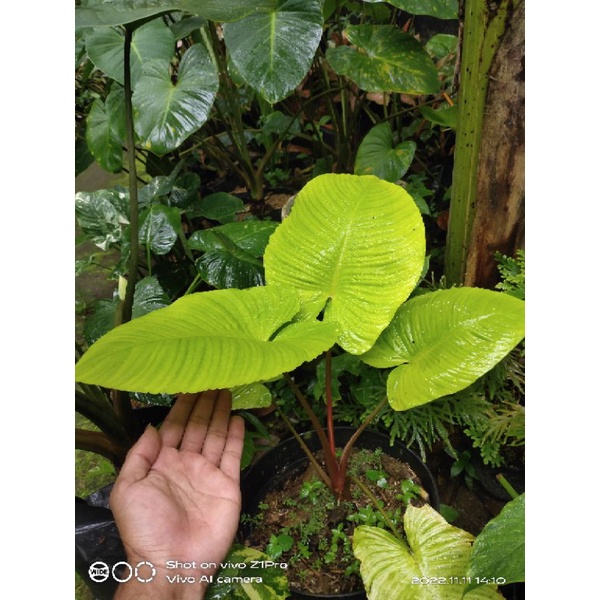 schismatoglottis lemon