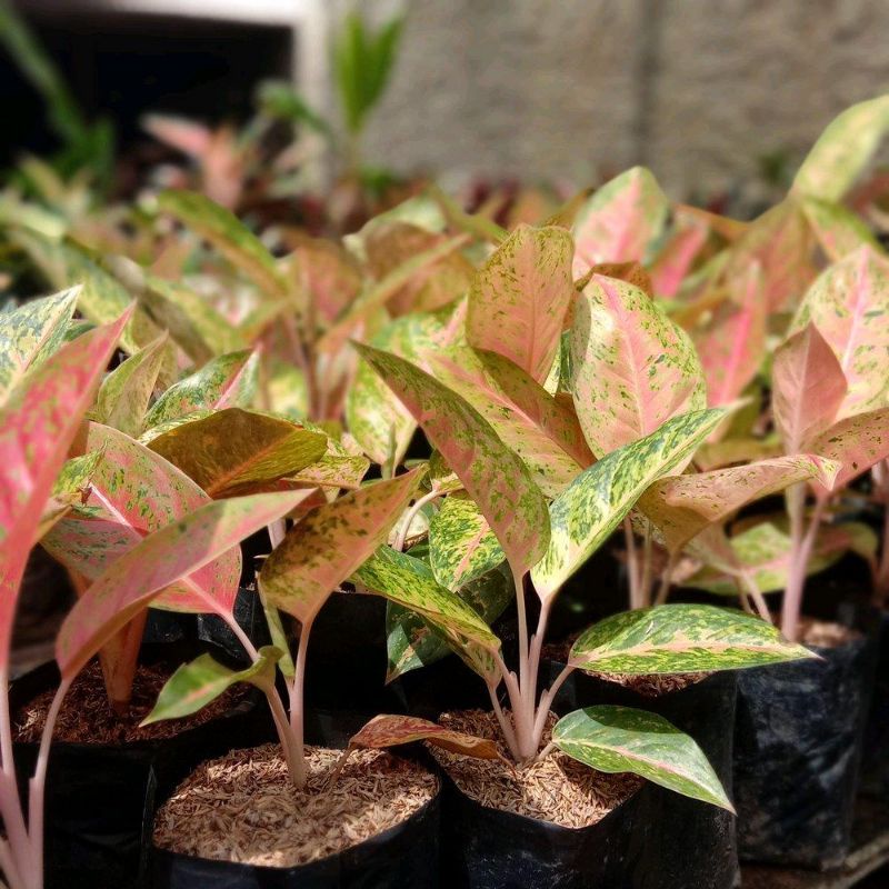 Aglonema bigroy | tanaman hias aglonema bigroy