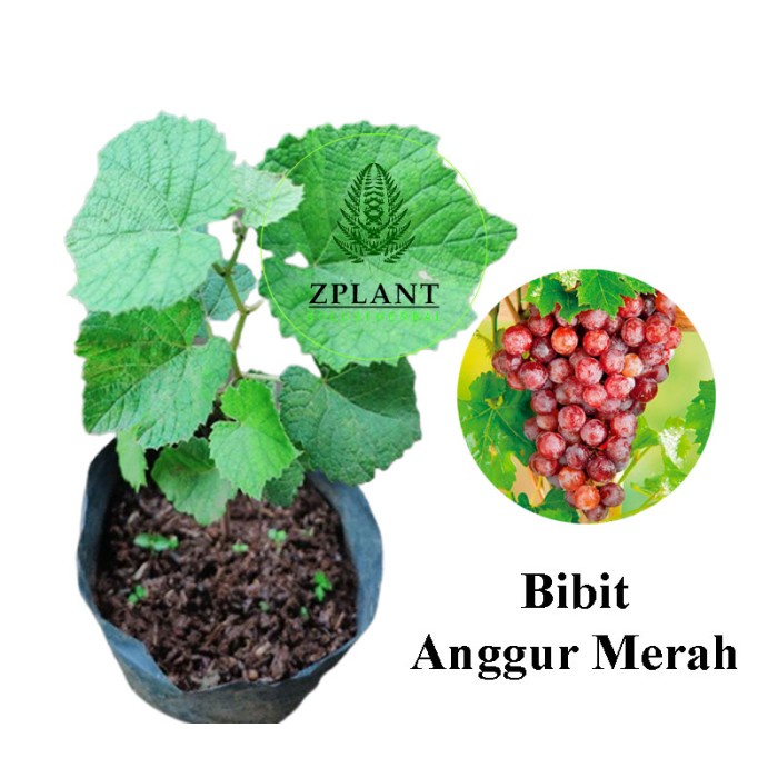 Bibit Anggur Merah Red Prince - Pohon Buah Anggur Merah EE44