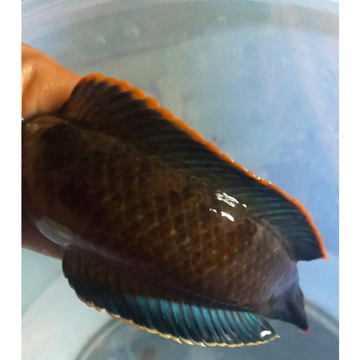 Paket 5 ekor Baby limbata Sumatra size 3-6cm