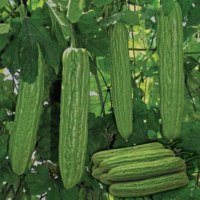 3 Benih Pare Dulco F1 Bibit Tanaman Sayur Sayuran / Buah aa33