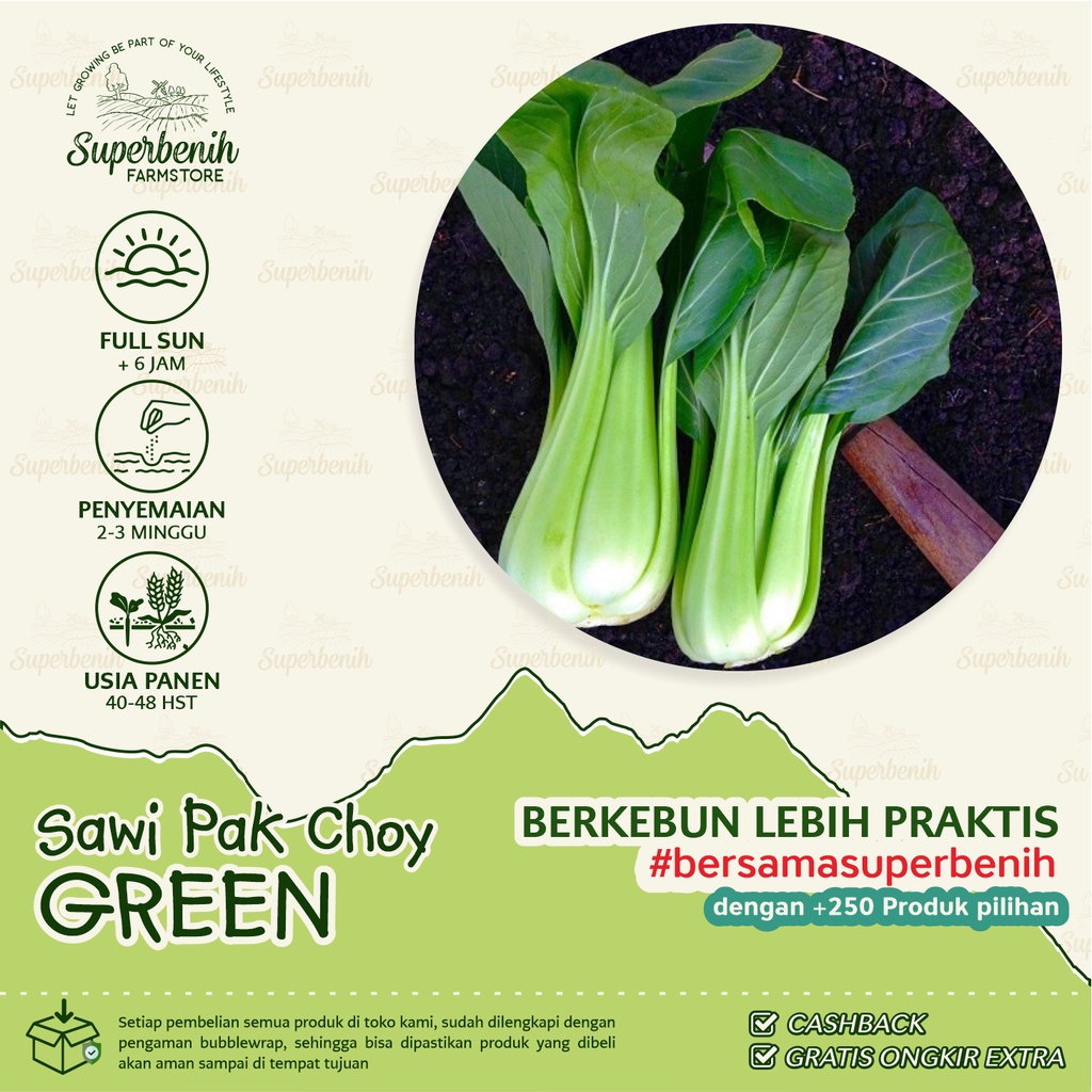 Jual 100 Biji Benih Sawi Pakcoy Green Pak Choy Pakchoy Sangat