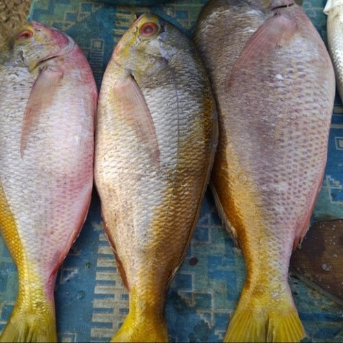 

Ikan Ekor Kuning 100gr, Sameday Instan Delivery Jogja