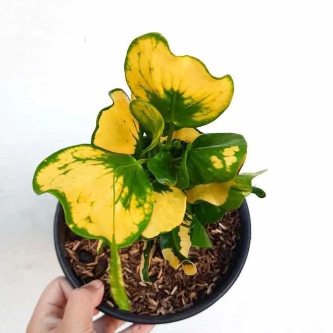Tanaman hias puring apel - pohon puring apel kuning - puring apel EE22