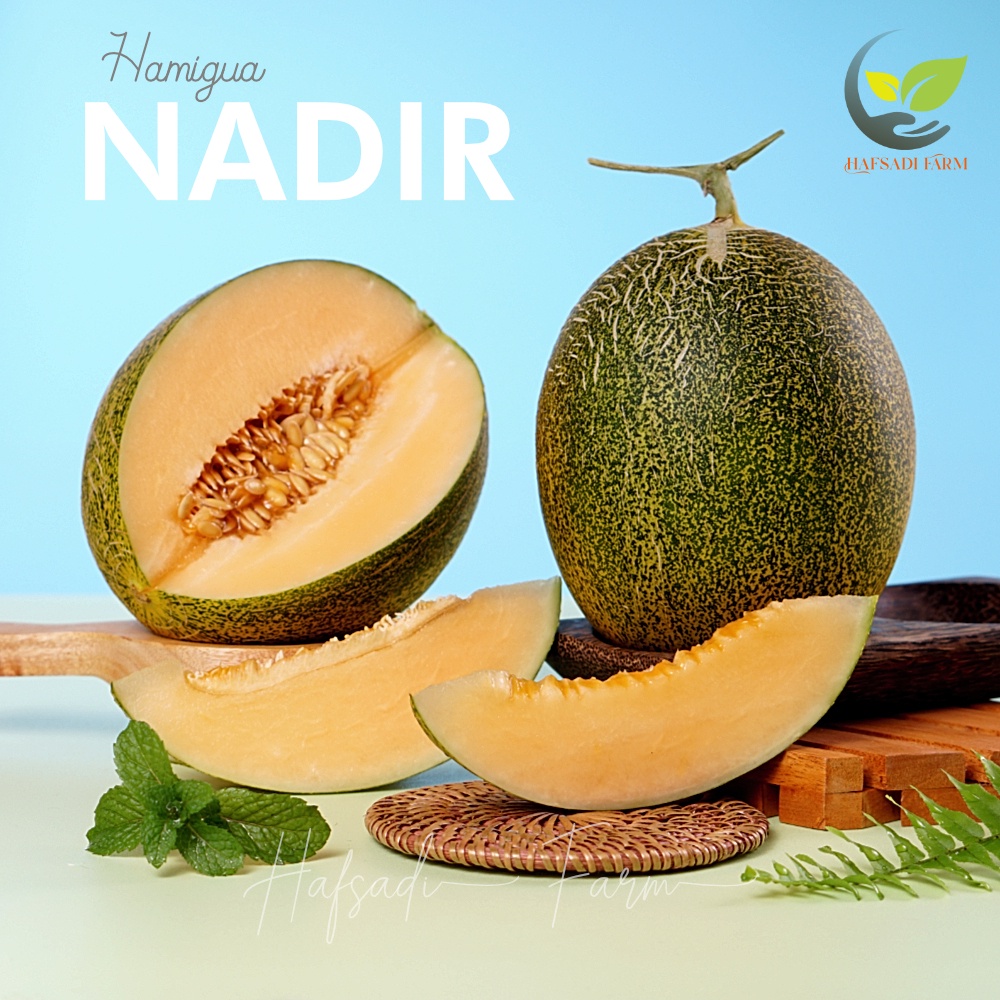 Jual HAMIGUA Melon Hidroponik Premium Greenhouse SEHAT KRIUK