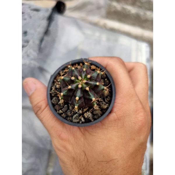 Kaktus Gymnocalycium-Gymno BlackPearl