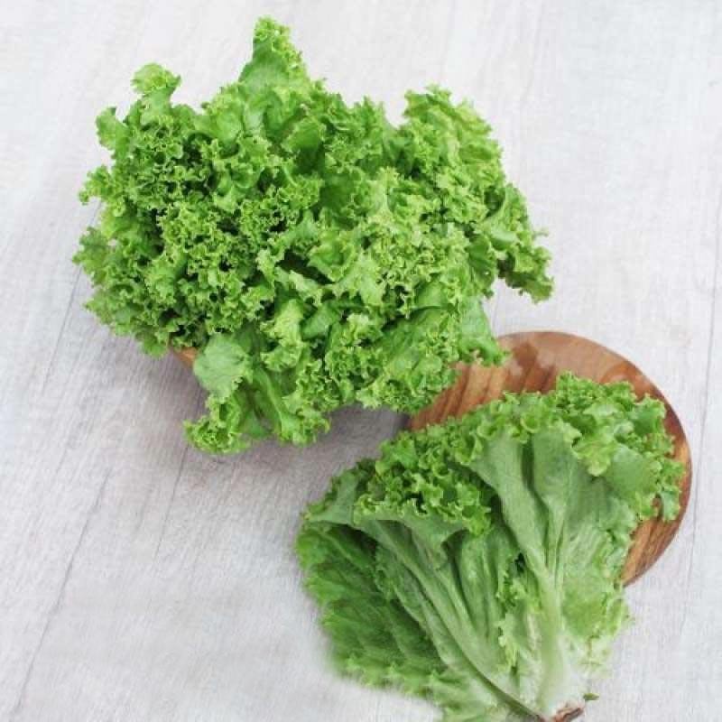 

Selada Keriting Hijau Green Curly Lettuce 1 kg