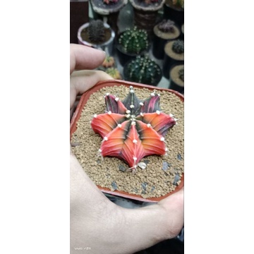 lb varigata seedling