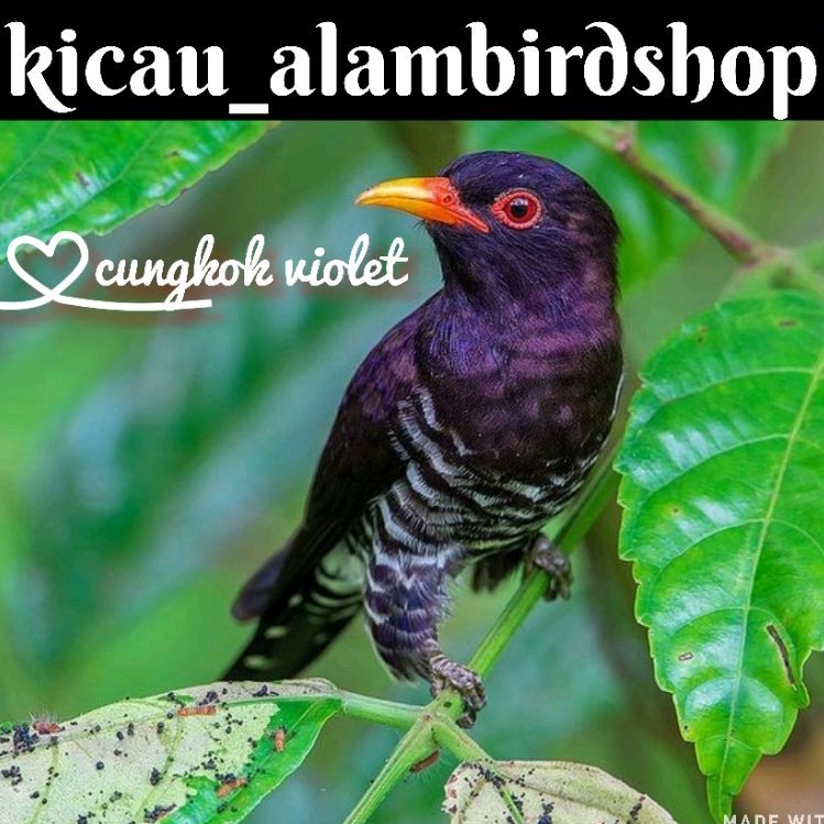 burung cungkok violet jantan