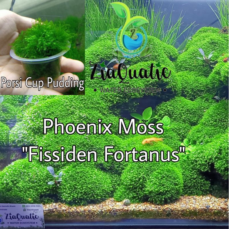 Tanaman Aquascape Aquarium Lumut Aquascape Us Fissiden Moss (Phoenix Moss)