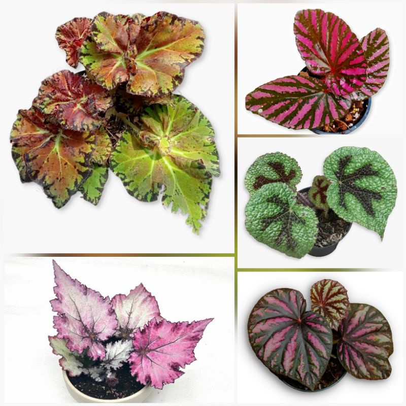 Begonia Sultan Hambali