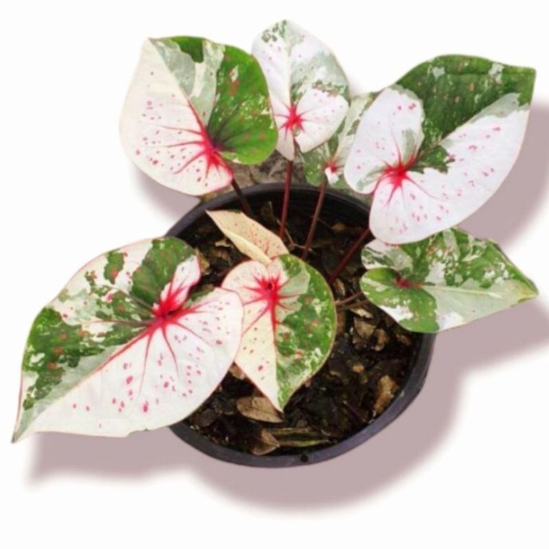 Caladium Seven Diamond 1-3 Daun Tanaman Keladi Hias Murah Impor Thailand Import BUKAN bonggol bibit