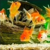ikan hias koki oranda ikan hias koki ikan hias aquarium ikan hias aquascape ikan hias air tawar ikan