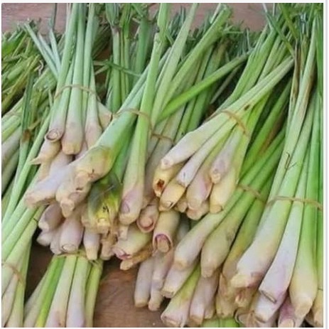 

SEREH DAUN SERAI sayur sayuran segar