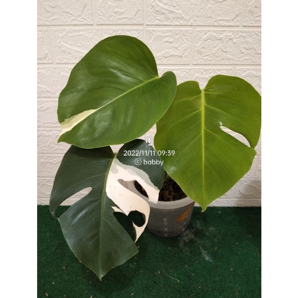 monstera Varigata 3 daun aktif