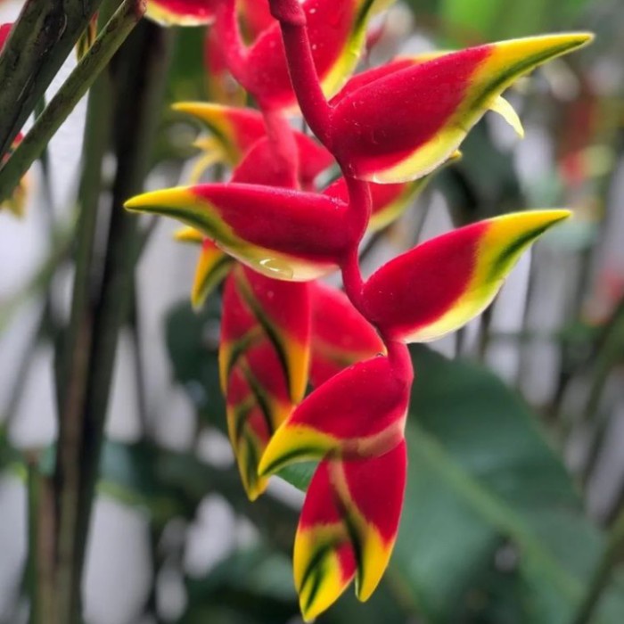 tanaman heliconia bunga betet pisang betet tinggi 1 meter pohon pisang FF11