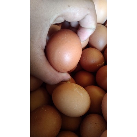 telur 1 ton