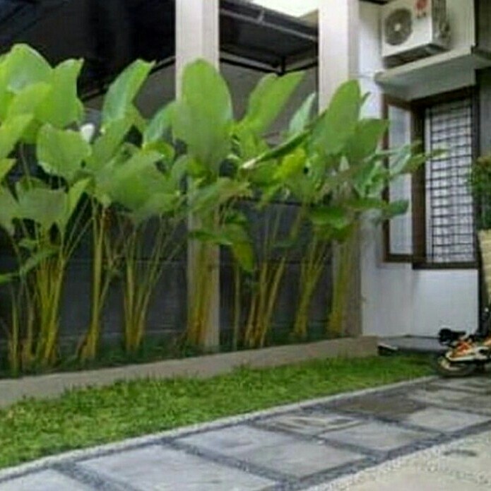 Tanaman Hias Calathea Lutea Pisang Kipas tinggi pohon 150cm EE33