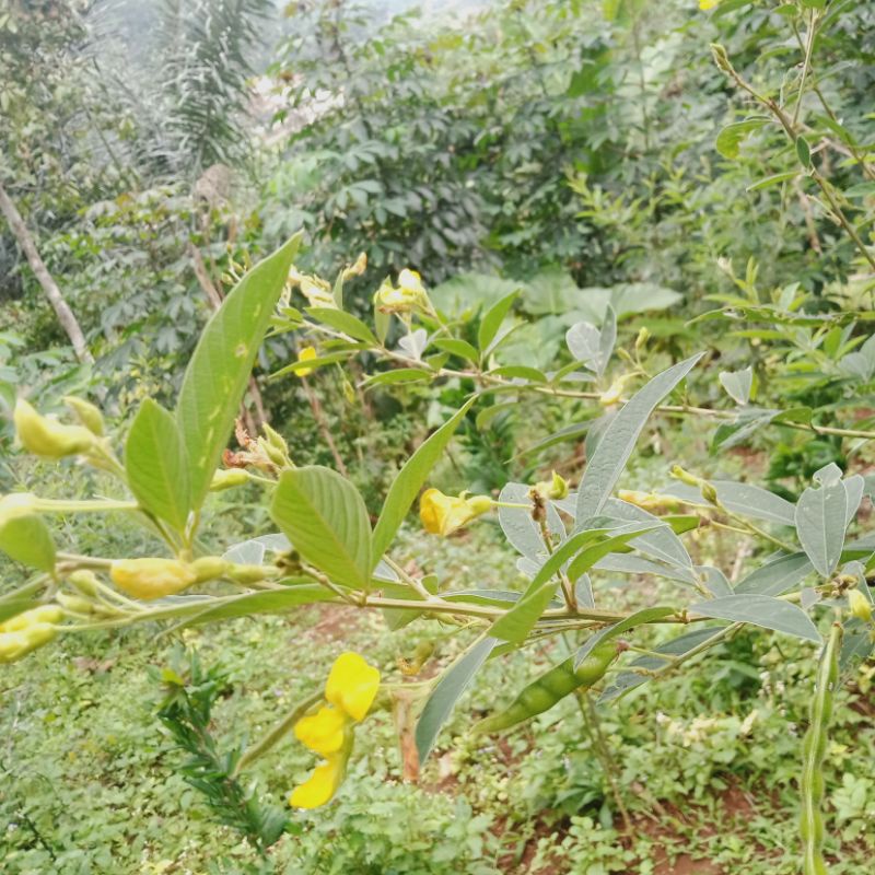 Daun Kacang Gude Cajanus Cajan
