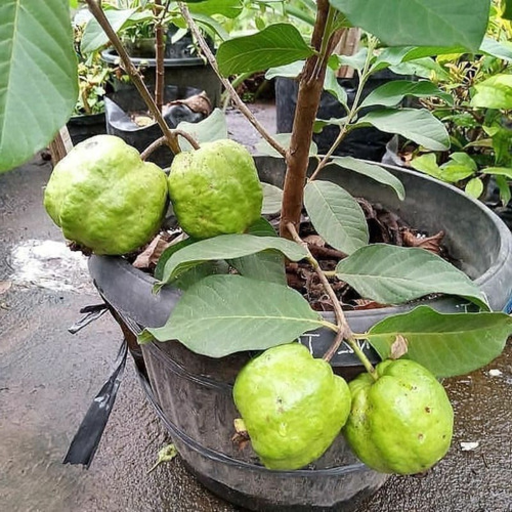 Jual Jambu Kristal Berbuah Berbunga Non Biji Bibit Unggul Okulasi