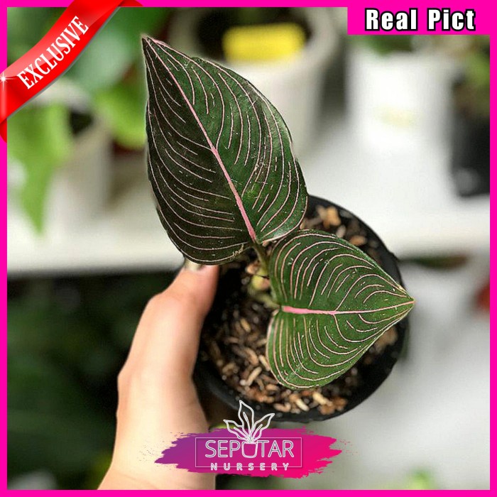 (BISA COD) Aglonema rotundum aceh - Tanaman hias aglonema rotundum aceh