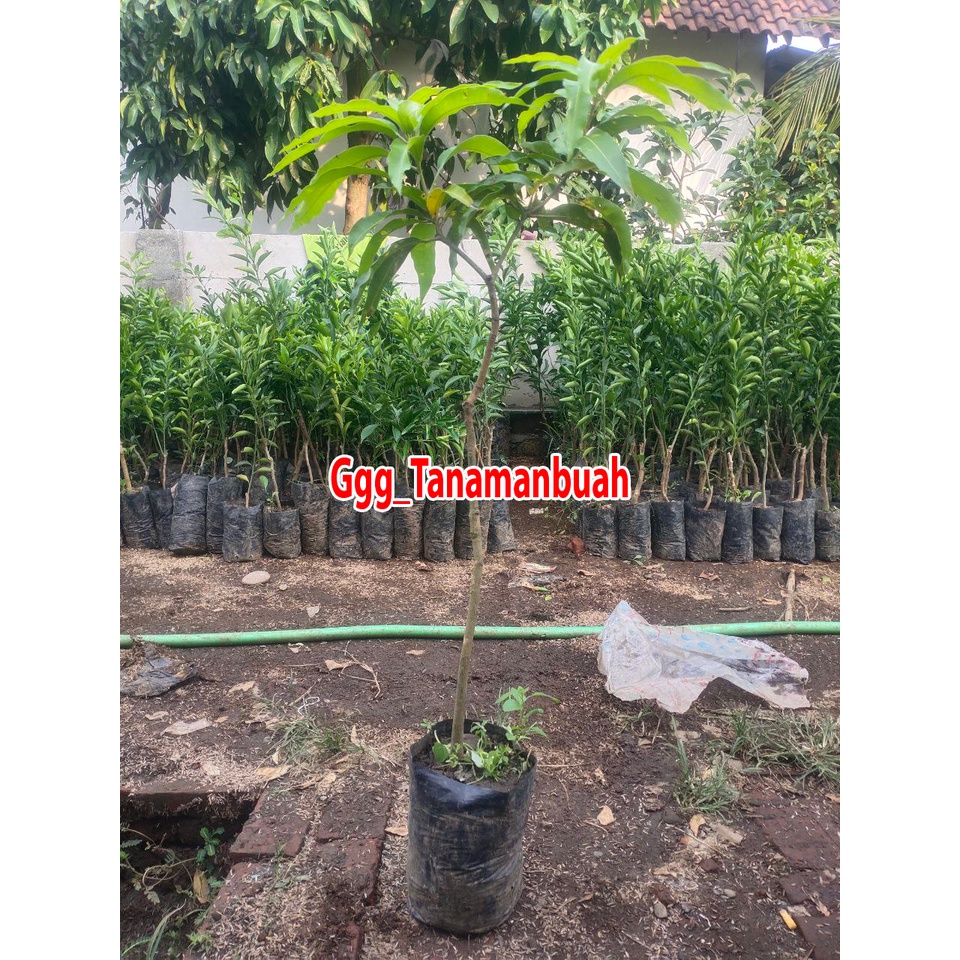 Bibit Mangga Gadung 1 meter up Batang besar