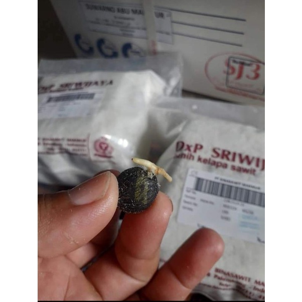 benih kelapa sawit unggul DxP Sriwijaya semiklon kapas