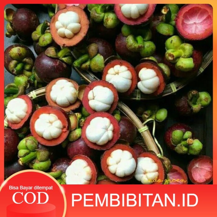 bibit buah tanaman manggis unggul FREESS