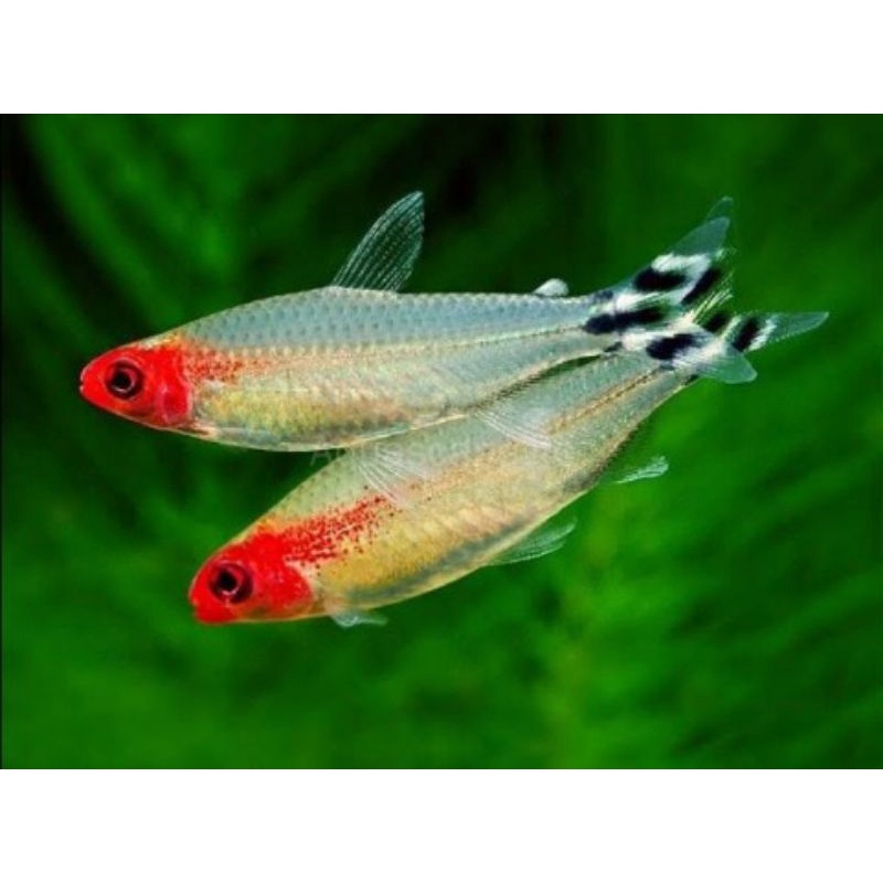 ikan hias red nose aquarium air tawar