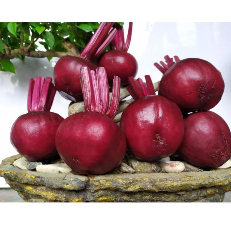 

㊊ Buah Bit / Beetroot 1 Kg Fresh Langsung Dari Kebun NEW PRODUCT 2490 ◉