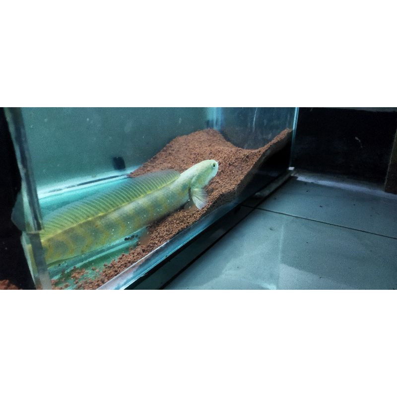 

Ikan Channa Asiatika RS