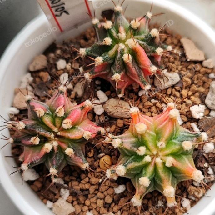 Kaktus Premium Gymno Miha Starfire