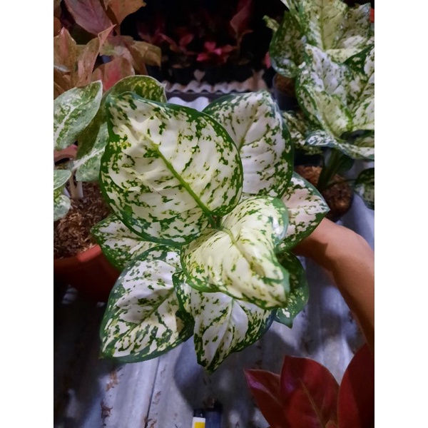 Aglonema black maroon