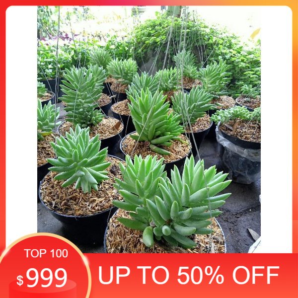 Bunga air mata ibu jenis besar