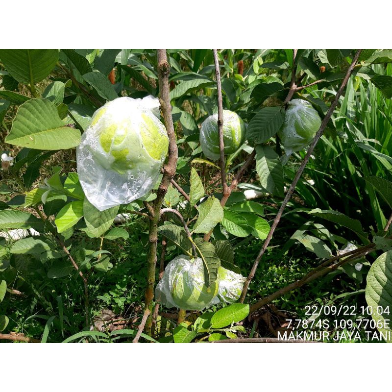 

Jambu Kristal Tanpa Biji Asli Kebumen Fress 1 kilo
