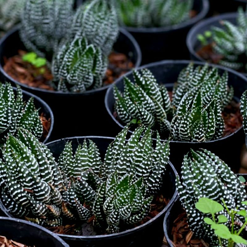 Haworthia Fasciata Perkutut Cluster