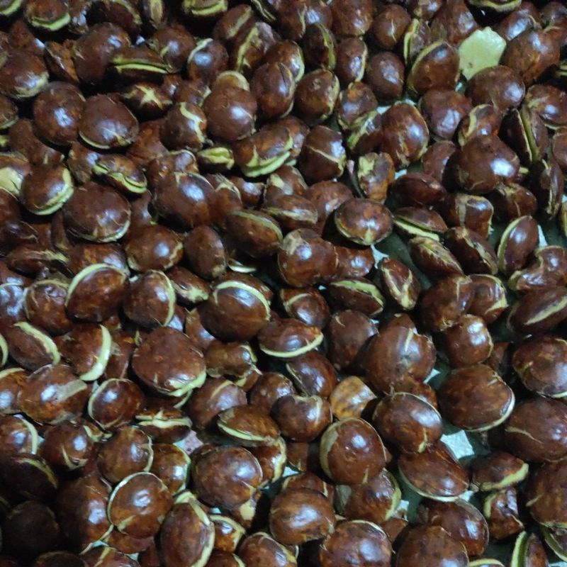 

Jengkol Tua jreng jengki 1kg Pulen