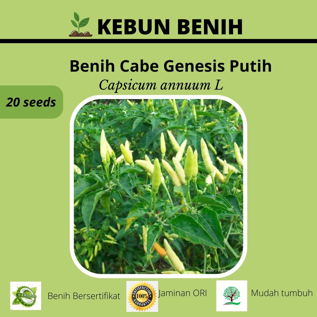 20 Benih Tanaman Cabai Rawit Genensis Putih/ Cabe Rawit Genesis Putih Kualitas Unggul