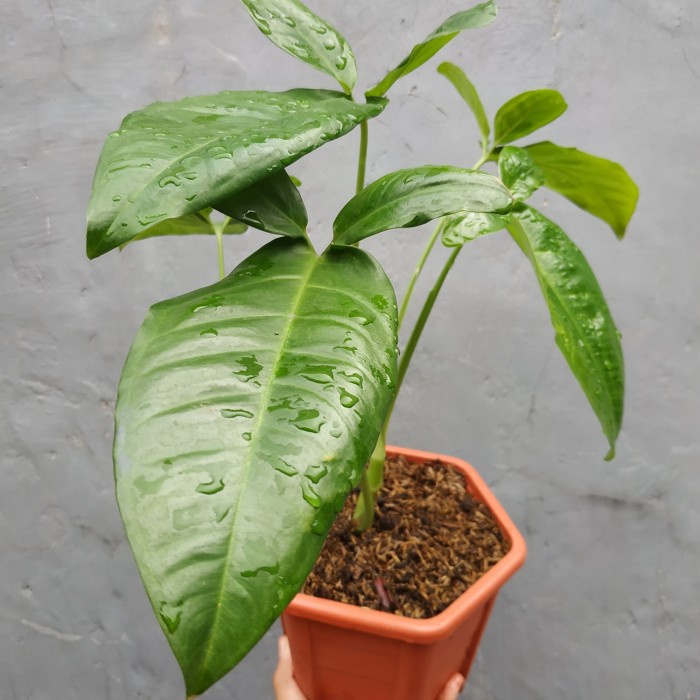 Tanaman Hias Syngonium Auritum / Singonium Auritum